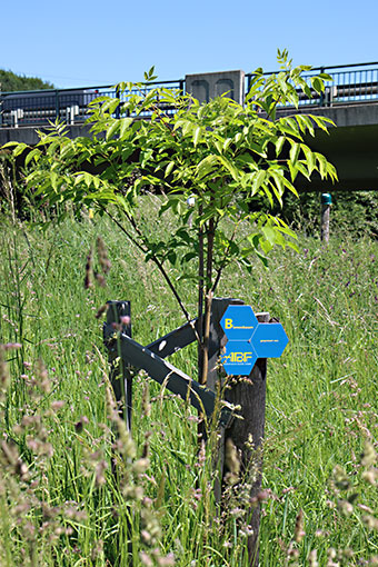 Der gesponserte Bienenbaum von ABF für die Bienenpatenschaft.